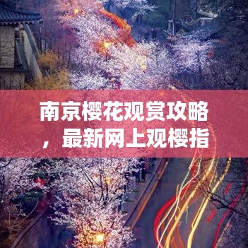 南京樱花观赏攻略，最新网上观樱指南