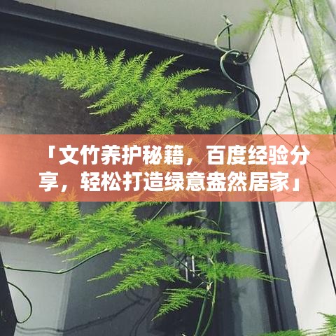 「文竹养护秘籍，百度经验分享，轻松打造绿意盎然居家」