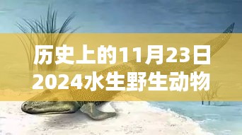 关于水生野生动物产品的深度评测，走进神秘的世界，历史上的11月23日回顾与探索