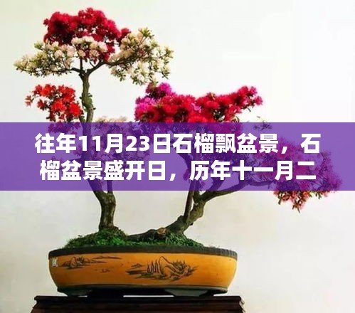 历年十一月二十三日的石榴盆景盛开日，记忆与影响