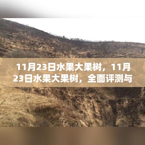 11月23日水果大果树，全面评测与介绍