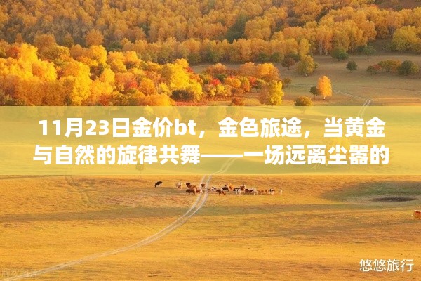 黄金与自然旋律共舞的心灵之旅，金色旅途的旋律在11月23日闪耀