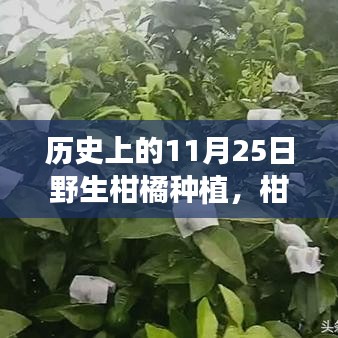 柑橘之约，历史种植日与友情的甜蜜故事