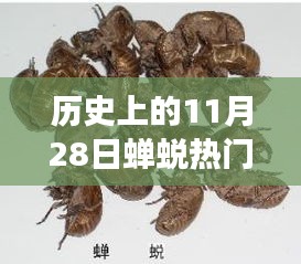 探寻自然美景与内心平静的力量，历史上的11月28日蝉蜕之旅热门行情回顾