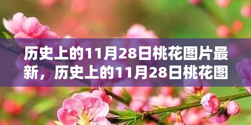 历史上的11月28日桃花图片大放送，深度测评与详细介绍