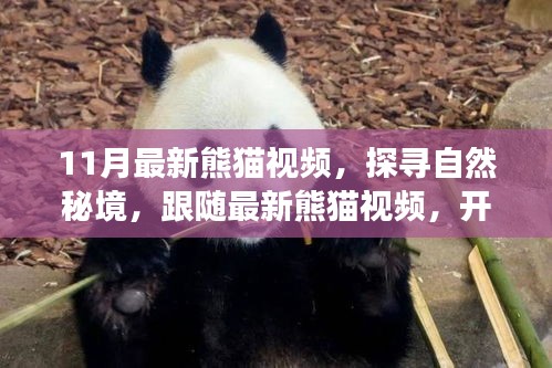 探寻自然秘境，最新熊猫视频带你开启心灵之旅