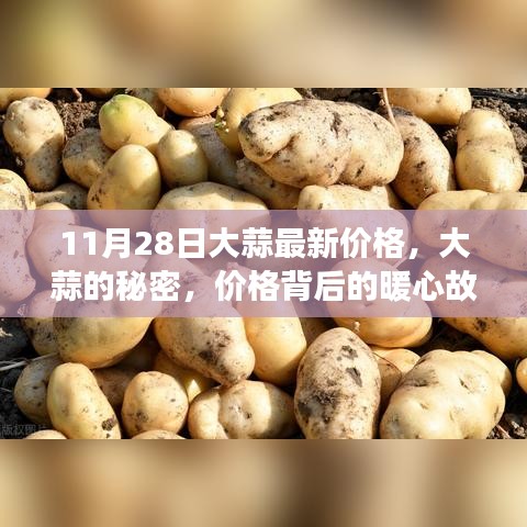 大蒜背后的故事，最新价格揭示与暖心故事分享（11月28日）