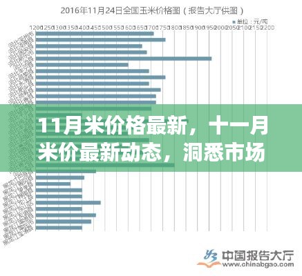 十一月米价最新动态及市场走势分析