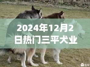 揭秘三平犬业种公犬热门现象，深度解读与我的观点