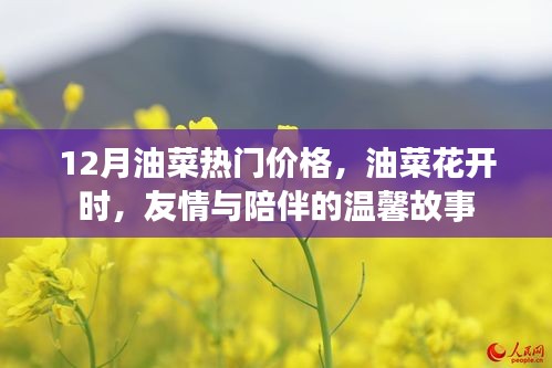 油菜花开时，友情与陪伴的温馨故事，揭示12月油菜热门价格