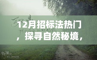 12月招标法热门，探寻自然秘境，一次宁静心灵的招标之旅