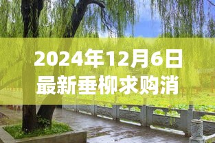 垂柳新生，求购消息与学习之旅中的自信与成就绽放（2024年12月6日最新）