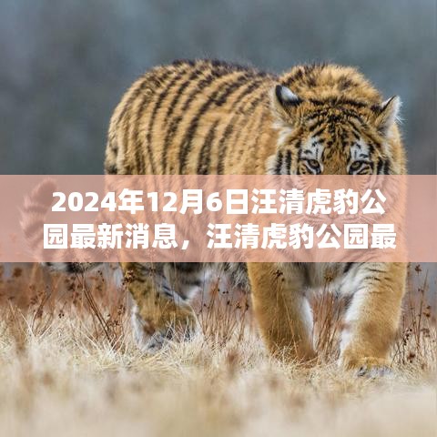 2024年汪清虎豹公园最新动态解析及观点阐述