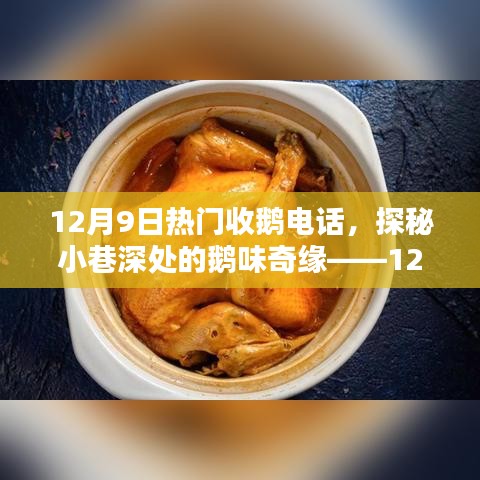 探秘小巷深处的鹅味奇缘，揭秘热门收鹅电话背后的故事（12月9日）