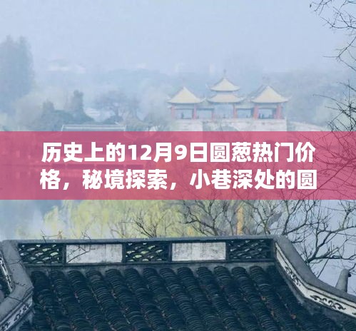 历史上的12月9日圆葱热门价格揭秘，情缘、秘境与价格探索的旅程