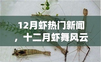 十二月虾舞风云，热门新闻深度解析与解析