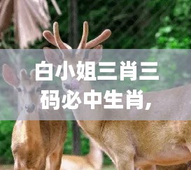 白小姐三肖三码必中生肖,深入执行数据策略_黄金版2.100