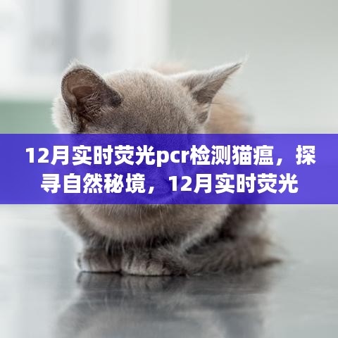 探寻自然秘境，12月实时荧光PCR检测猫瘟之旅，探寻内心宁静与平和的旅程