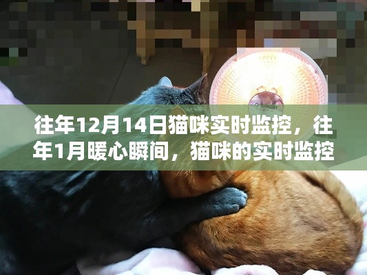 猫咪实时监控下的暖心陪伴与温馨瞬间