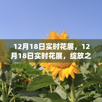 12月18日实时花展，绽放之美与商业利益的较量