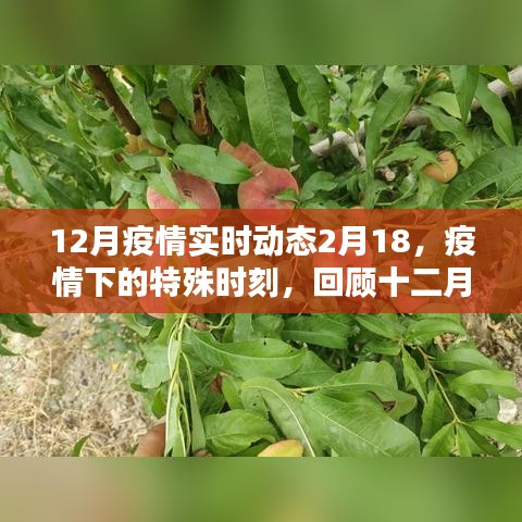 回顾十二月疫情动态与二月新态势，特殊时刻下的疫情实时动态观察