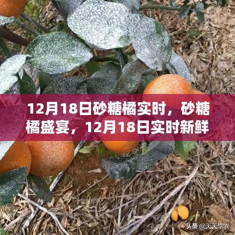 砂糖橘盛宴，最新实时资讯，12月18日新鲜呈现