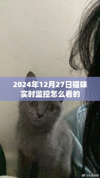 2024年猫咪实时监控观看指南