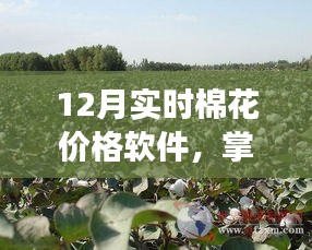 实时棉花价格软件，洞悉市场动态，助力产业决策