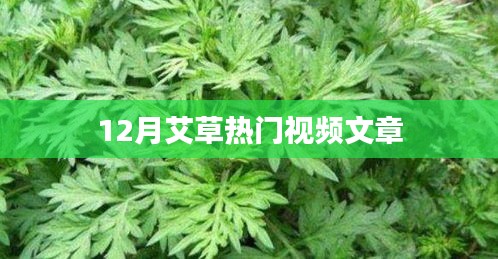 12月艾草热门视频揭秘，探秘艾草魅力与实用功效