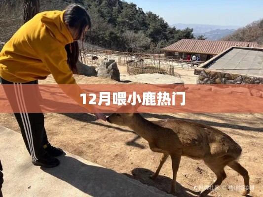 冬季小鹿喂食热潮来袭！