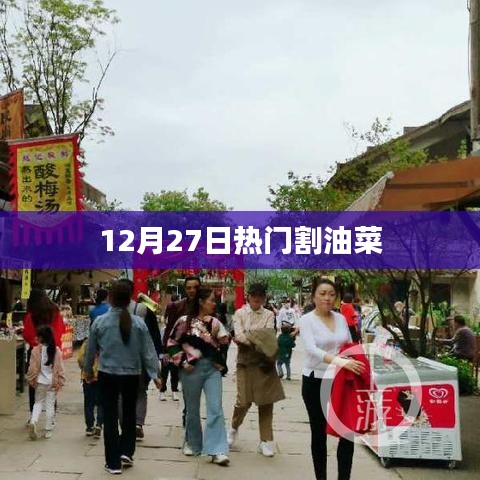 12月27日热门油菜收割动态