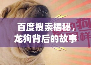 百度搜索揭秘，龙狗背后的故事与文化内涵探索