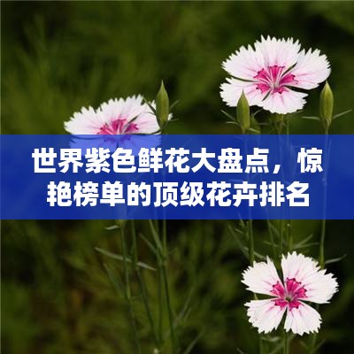 世界紫色鲜花大盘点，惊艳榜单的顶级花卉排名！