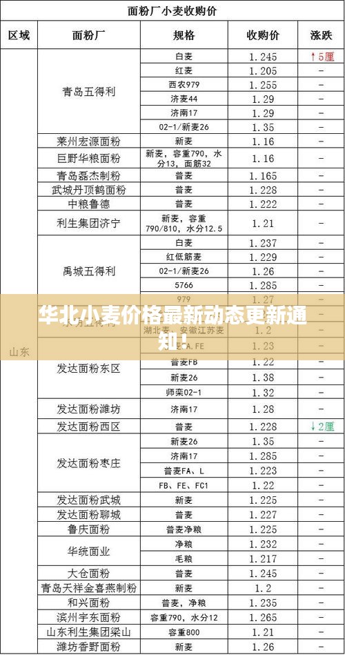 华北小麦价格最新动态更新通知！