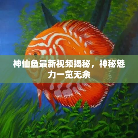 神仙鱼最新视频揭秘，神秘魅力一览无余