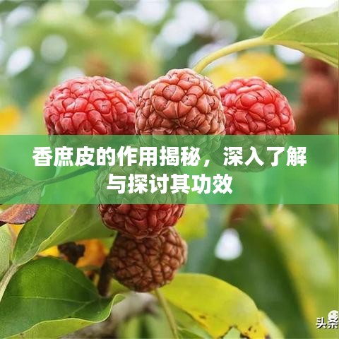 香庶皮的作用揭秘，深入了解与探讨其功效