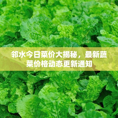 邻水今日菜价大揭秘，最新蔬菜价格动态更新通知