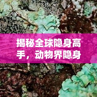 揭秘全球隐身高手，动物界隐身术大比拼TOP榜单！