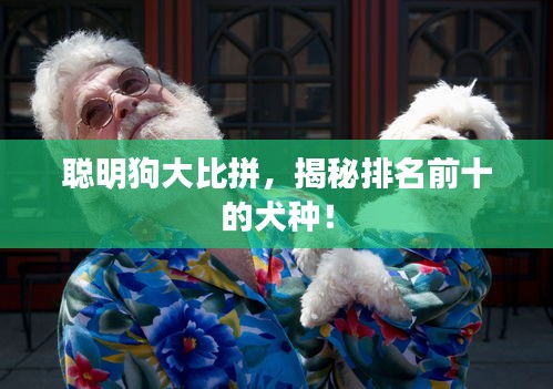 聪明狗大比拼，揭秘排名前十的犬种！