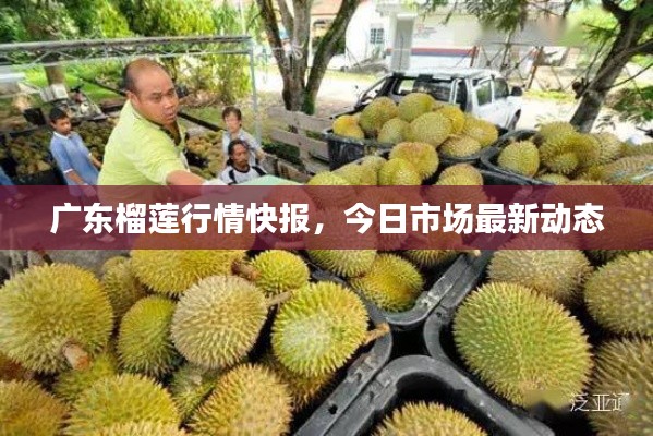 广东榴莲行情快报，今日市场最新动态