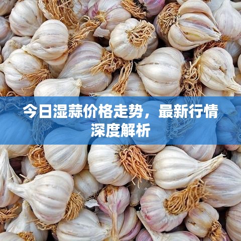 今日湿蒜价格走势，最新行情深度解析