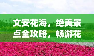 文安花海，绝美景点全攻略，畅游花海世界！