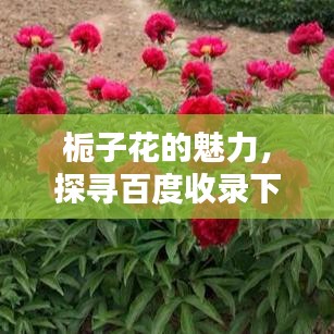栀子花的魅力，探寻百度收录下的花卉奥秘！