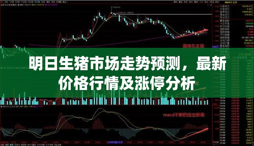 明日生猪市场走势预测，最新价格行情及涨停分析