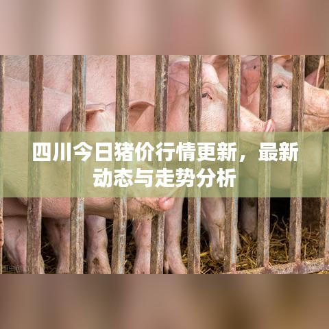 四川今日猪价行情更新，最新动态与走势分析