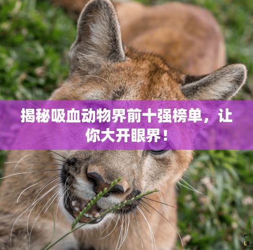 揭秘吸血动物界前十强榜单，让你大开眼界！