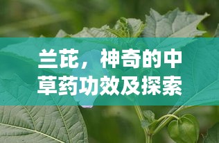 兰芘，神奇的中草药功效及探索应用