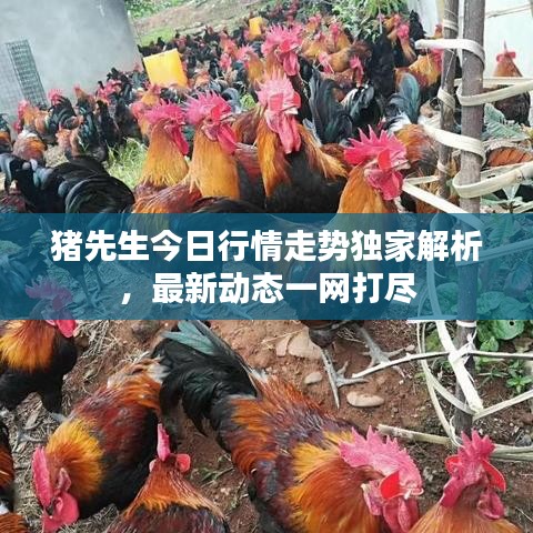 猪先生今日行情走势独家解析，最新动态一网打尽