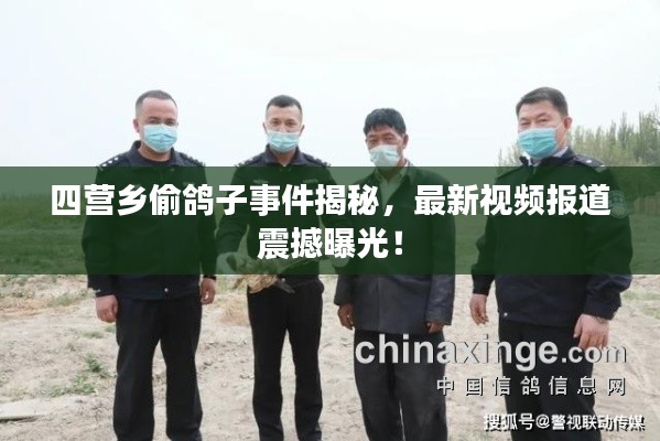 四营乡偷鸽子事件揭秘，最新视频报道震撼曝光！