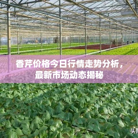 香芹价格今日行情走势分析，最新市场动态揭秘